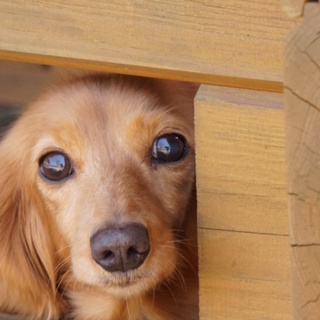 沢山の応募をありがとうございます。　なずな