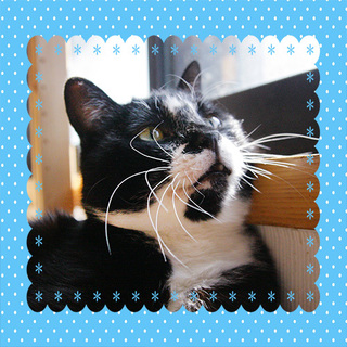 まんまるお顔にあご髭ダンディー「翔」くんです♪