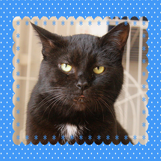 誰もが惚れちゃう立派なボス「恵」くんです♪