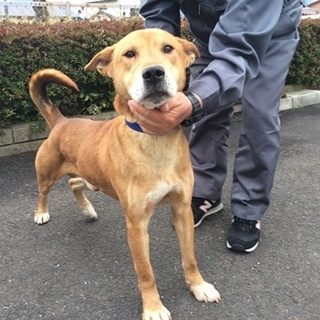 犬舎満杯！！緊急募集の中型大人しい男の子です。