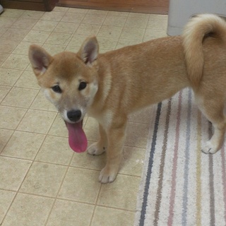 豆柴の里親募集