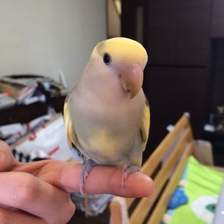 コザクラインコ里親募集