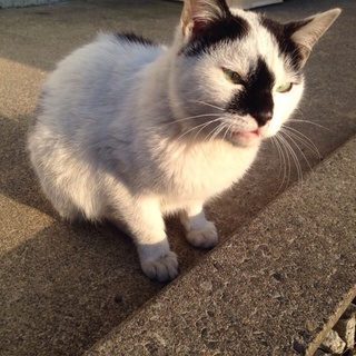 急募！とっても懐っこい牛柄の猫ちゃん