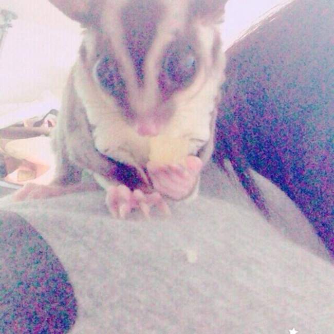 ｼｱﾝのカバー写真