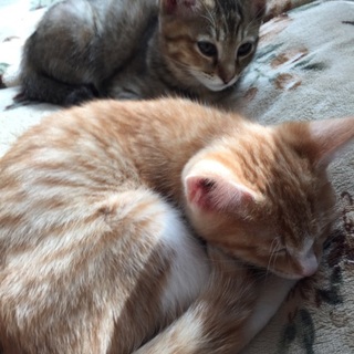 三ヶ月の元気な子猫です