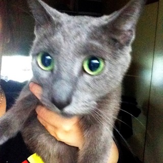 急募！！ロシアンブルー