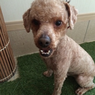 トイプードル♂