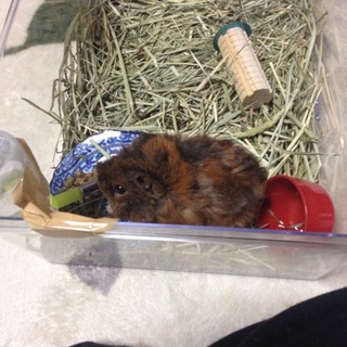 アビシニアンモルモット若子