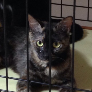 生猫のサビ猫ちゃんの里親様を募集しています