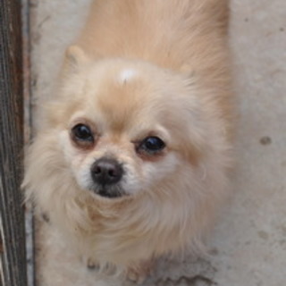 撫でられるの大好き、チワワのテンです！