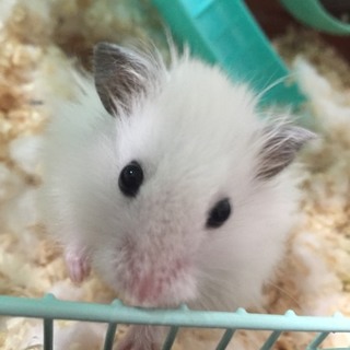 ゴールデン長毛ホワイト☆