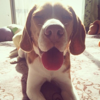 可愛いビーグルです！