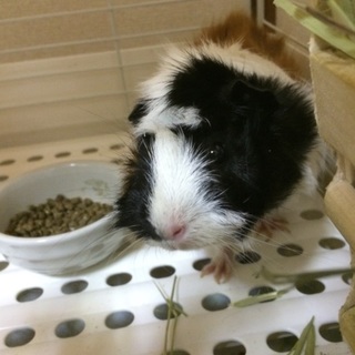 モルモットの里親募集！