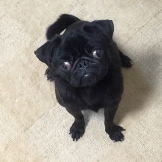 元気いっぱい 黒パグ君