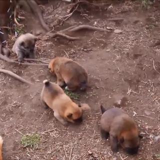 3月9日生まれ４匹、可愛がってやって下さい