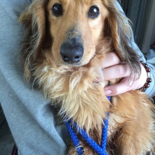 飼い主持込みダックス推定６、７歳