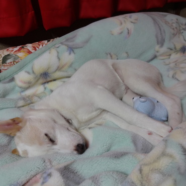 偶然だけどおもちゃを抱っこして寝てました。