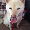 豆柴の女の子 この子の家族になって下さい。 サムネイル5