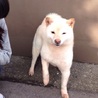 豆柴の女の子 この子の家族になって下さい。 サムネイル6