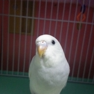 生後２ヶ月のセキセイインコちゃんの里親さん募集