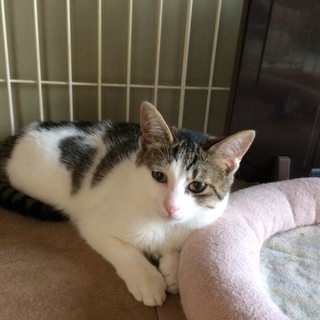 そらちゃん　9ヶ月。避妊済みです！