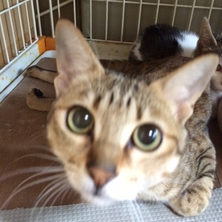 メロンちゃんです！足が不自由ですが頑張ってます！