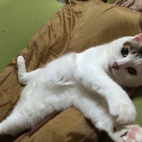 蜜柑