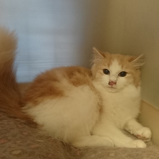 シャイな男の子ですが。