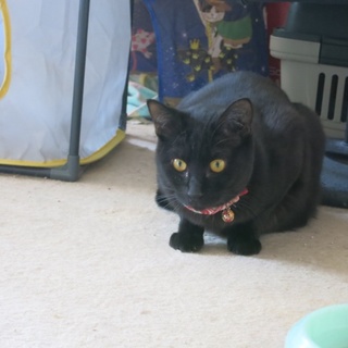 ちょっとビビリだけど懐こい黒猫女の子
