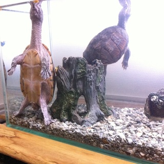 ミシシッピニオイガメ 2匹