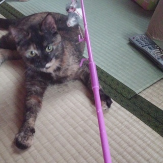 ヤンチャで遊ぶのが好きな女の子です