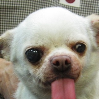 チワワ　スムースの女の子