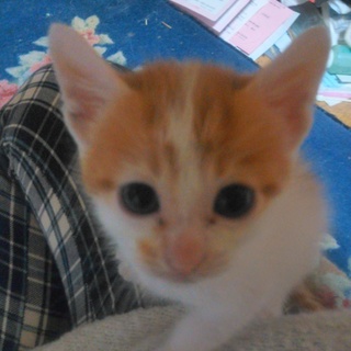 オレンジ子猫です