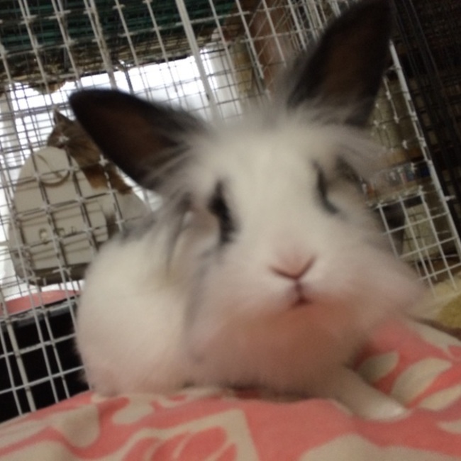 ちゃーことぺろのカバー写真