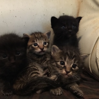 3/17生まれの4匹の子猫の里親募集