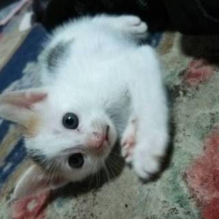 子猫三匹里親募集です！