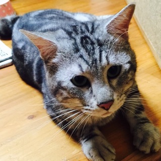 人懐っこい男の子