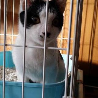 「　元気いっぱい男の子（黒白）里親様募集！」