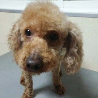 トイプードルの里親募集