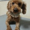 トイプードルの里親募集 サムネイル2