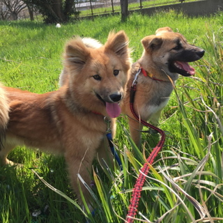 2頭とも希望者さんに譲渡となりました！