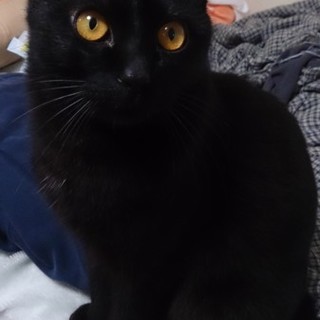 元気でやんちゃだけど人なつっこい男の子です