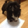 とっても元気な黒色ペキニーズの男の子です！