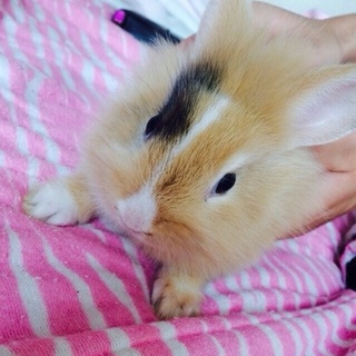 ミニウサギ