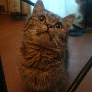 マンチカン☆女の子