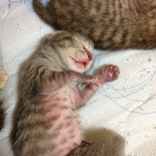 里親さん決定＊/愛知県より子猫の里親募集