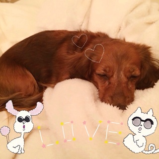 大切な家族に迎え入れてくれる里親さん募集