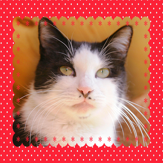 優雅でおっとり「博子」ちゃんです♪