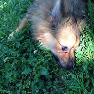 可愛いわんちゃんの里親を募集しています！