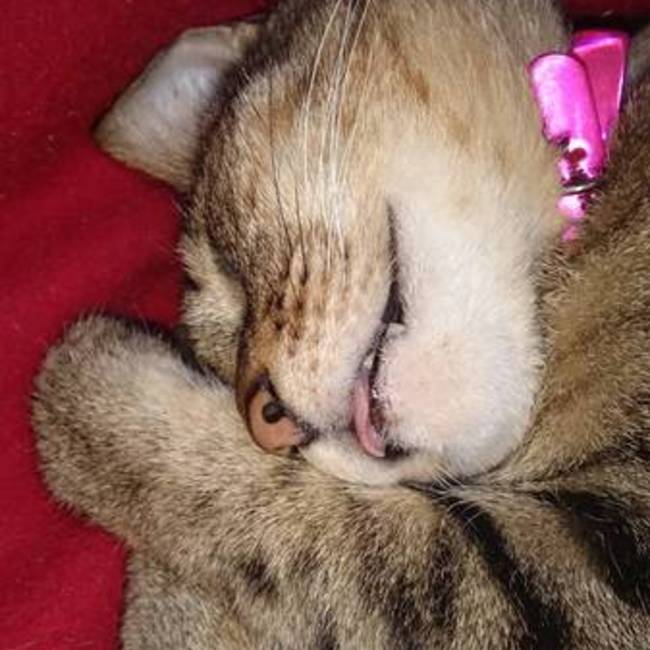 rachikoのカバー写真